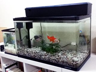 goldfish.jpg