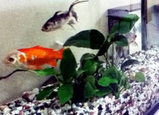 goldfish2.jpg