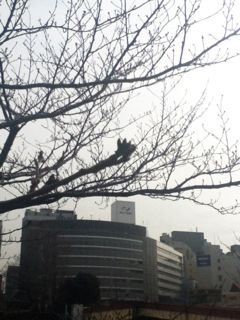 sakura0223.jpg