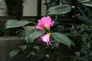 tsubaki2012.jpg